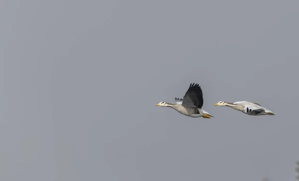 Patos Cabeça Barra Anser Indicus Voando Céu Durante Migração Inverno — Fotografia de Stock