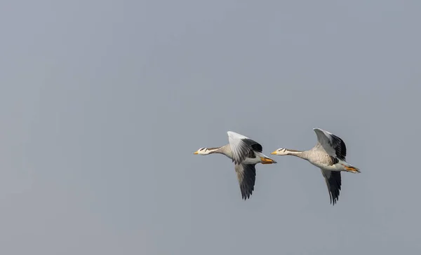 Bar Headed Ducks Anser Indicus Flying Sky Winter Migration — Stock Photo, Image