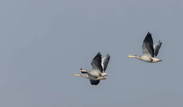 Bar Headed Ducks Anser Indicus Flying Sky Winter Migration — 스톡 사진