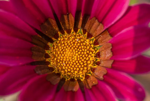美しい花の花のコンセプト背景 — ストック写真