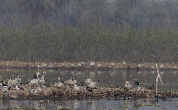 Bar Headed Ducks Anser Indicus Perching Dry Grass Water River — 스톡 사진