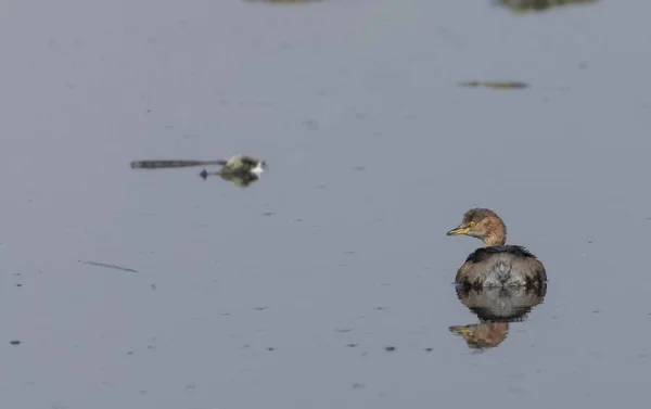 Canards Nageant Dans Lac — Photo