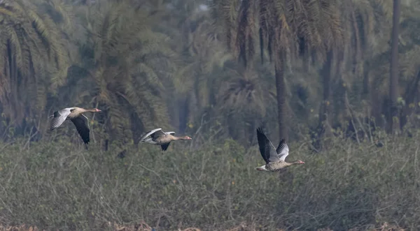 Bar Headed Ducks Anser Indicus Flying Sky Winter Migration — Foto Stock