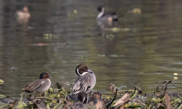 Bar Headed Ducks Anser Indicus Perching Dry Grass Water River — Stock fotografie