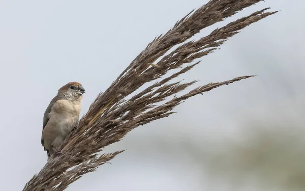 Scaly Breasted Avadavat Bird Grass — Stockfoto