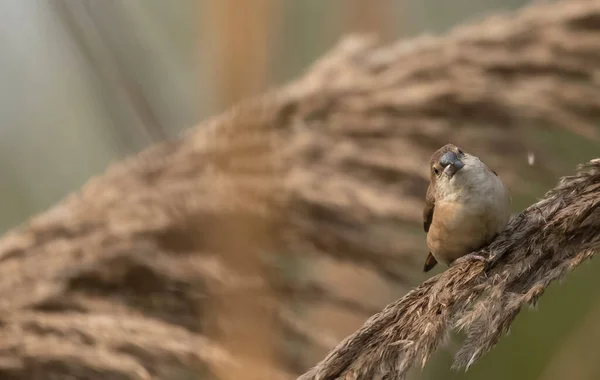 Scaly Breasted Avadavat Bird Grass — Stock Photo, Image