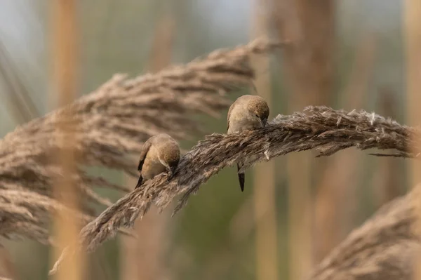 Scaly Breasted Avadavat Birds Grass — Stockfoto