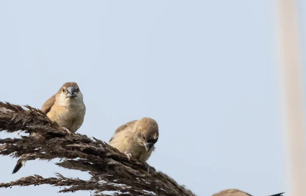 Scaly Breasted Avadavat Birds Grass — Stockfoto