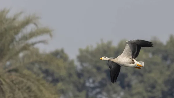 Bar Headed Duck Flying Forest — 스톡 사진