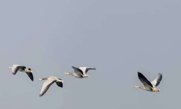 Patos Cabeça Barra Anser Indicus Voando Céu Durante Migração Inverno — Fotografia de Stock