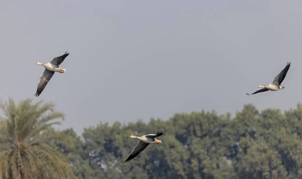 Bar Headed Ducks Anser Indicus Flying Sky Winter Migration — 스톡 사진