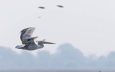 Martı gökyüzünde uçuyor.