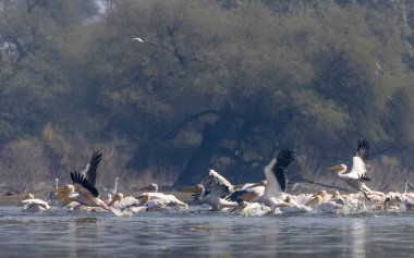 Gölde beyaz pelikanlar
