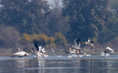 Suda beyaz pelikanlar