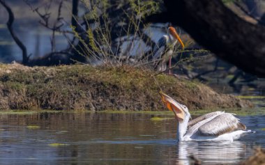 Sudaki büyük balıkçıl