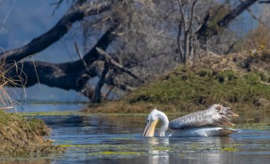 Sudaki bir ördek sürüsü.