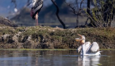 Suda büyük beyaz balıkçıl (ardea cinerea)