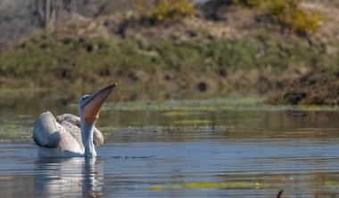 Gölde bir çift beyaz pelikan.
