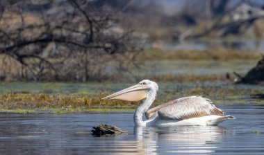 büyük beyaz balıkçıl (ardea cinerea )