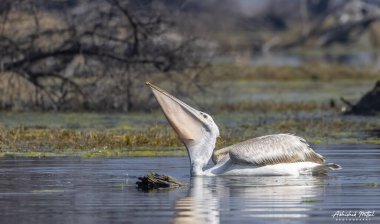 Suda beyaz balıkçıl