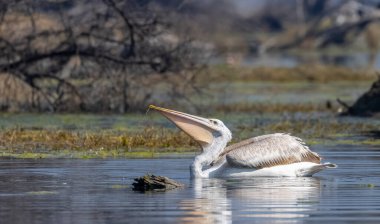 büyük beyaz balıkçıl (ardea cinerea )