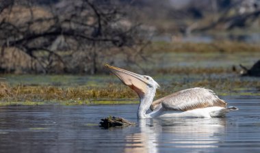 Suda büyük beyaz balıkçıl (ardea cinerea)