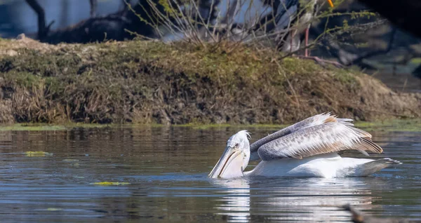 Pelikan Wasser — Stockfoto