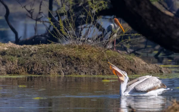 Silberreiher Wasser — Stockfoto