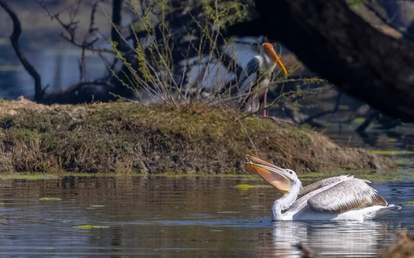 Suda büyük beyaz balıkçıl (ardea cinerea)