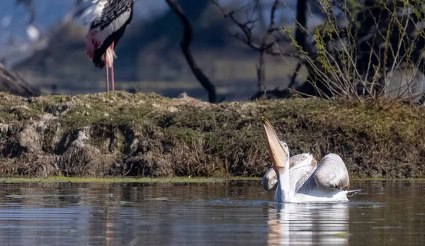 Suda bir pelikan sürüsü