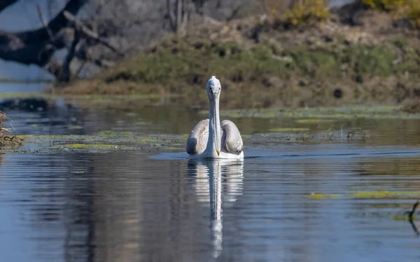 Weißer Schwan See — Stockfoto