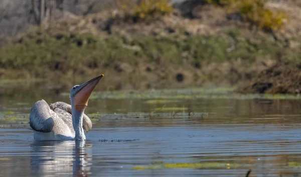 Ein Paar Weiße Pelikane Auf Dem See — Stockfoto