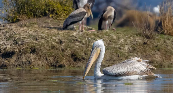 White Pelican Water — Stock Photo, Image