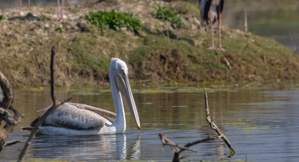 Pelican Water — Stock Photo, Image