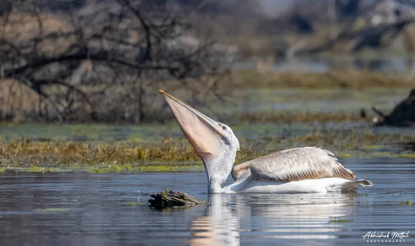 Suda beyaz balıkçıl