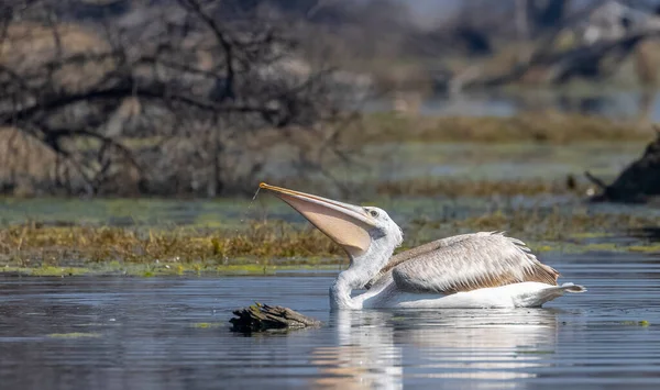 büyük beyaz balıkçıl (ardea cinerea )