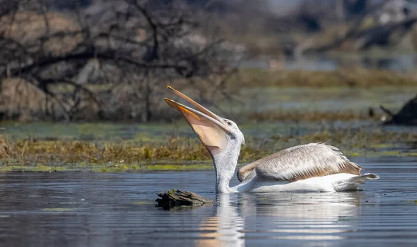 Sudaki büyük balıkçıl