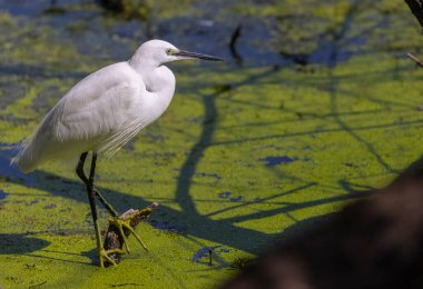 Göldeki balıkçıl balığının yakın çekimi.
