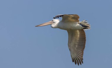 Doğadaki güzel kuşun manzarası