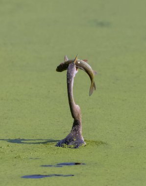 Doğada balık yiyen güzel kuşun manzarası.