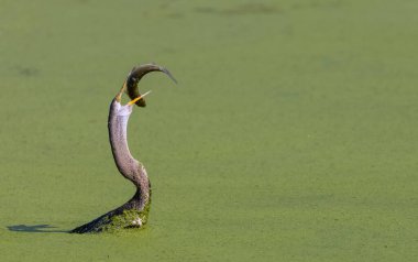 Doğada balık yiyen güzel kuşun manzarası.