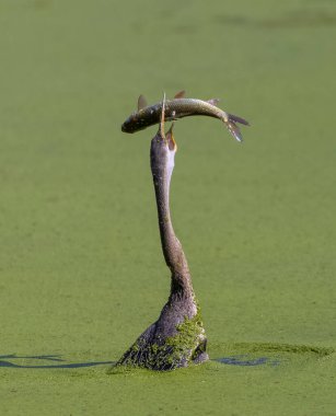Doğada balık yiyen güzel kuşun manzarası.