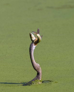 Doğada balık yiyen güzel kuşun manzarası.
