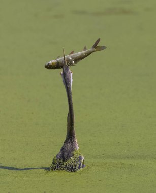 Doğada balık yiyen güzel kuşun manzarası.