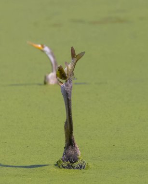 Doğada balık yiyen güzel kuşun manzarası.