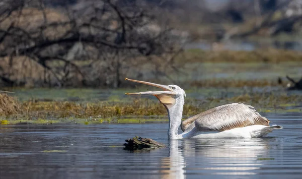 beyaz balıkçıl (ardea cinerea )