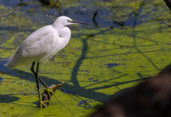 Göldeki balıkçıl balığının yakın çekimi.
