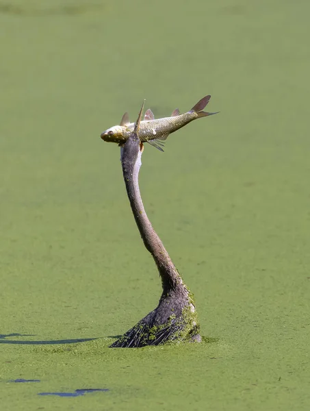 Scenic View Beautiful Bird Nature Eating Fish — Stock Photo, Image