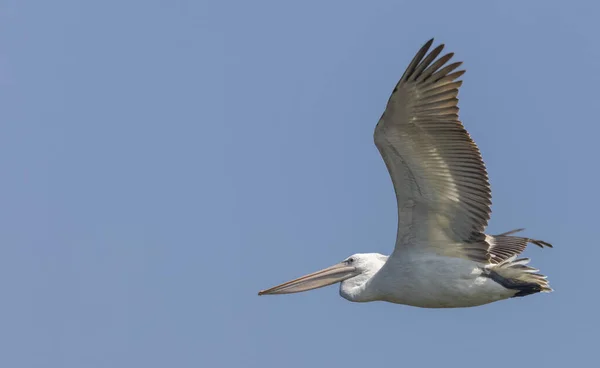 Pellicano Bianco Che Vola Nel Cielo — Foto Stock