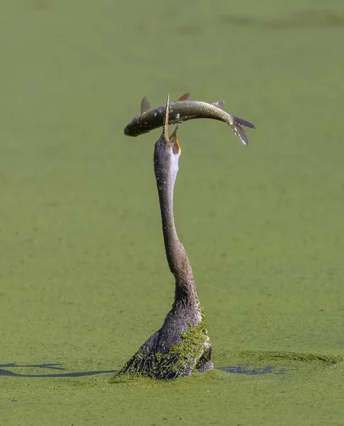 Doğada balık yiyen güzel kuşun manzarası.
